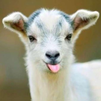 دانلود آهنگ ببعی تو بازیگوشی مثل منی باهوشی کودکانه