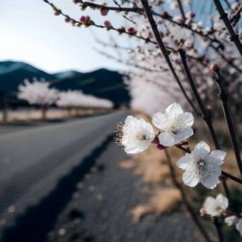 دانلود آهنگ بهار اومد گلا وا شد دل ما باز خاطر خواه شد