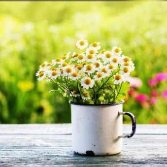 دانلود ریمیکس شاد بهار اومد گلا دونه دونه باز شد و ای دل تو خریداری نداری دانلود ریمیکس شاد بهار اومد گلا دونه دونه باز شد و ای دل تو خریداری نداری