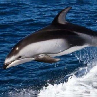 دانلود آهنگ دلفین سیاه دانلود آهنگ دلفین سیاه