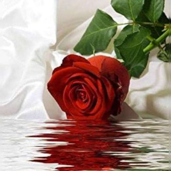 دانلود آهنگ آن گل سرخی که دادی دانلود آهنگ آن گل سرخی که دادی