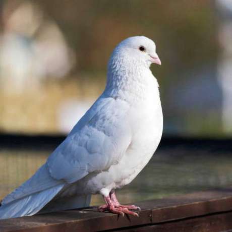 دانلود ریمیکس کبوتر دبیرستانی من